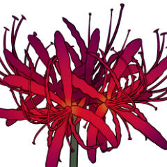 Spider Lily